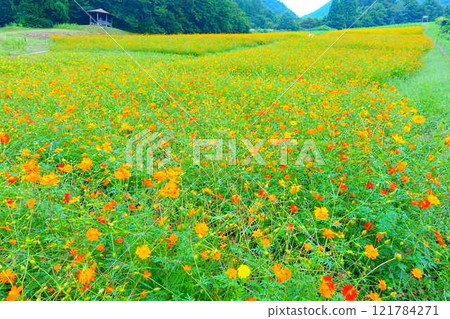 Cosmos in full bloom, Autumn cherry blossoms, Cosmosberg, Omoshiroyama Plateau 121784271
