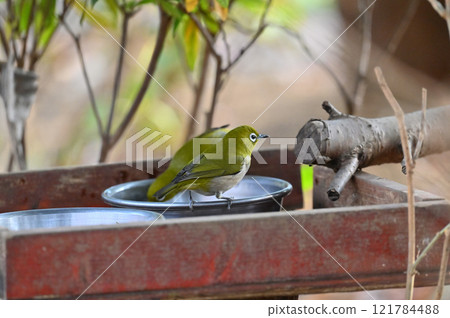 Japanese white-eyes drinking water Japanese white-eyes accustomed to pet water hole 121784488