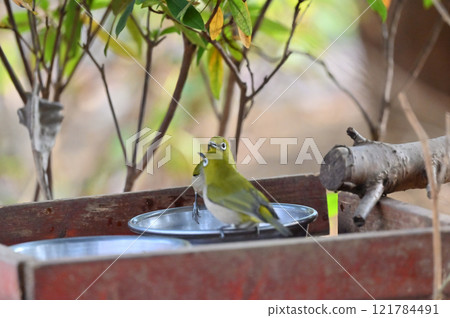 Japanese white-eyes drinking water Japanese white-eyes accustomed to pet water hole Japanese white-eyes drinking water Japanese white-eyes accustomed to pet water hole 121784491