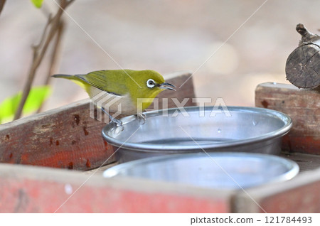 Japanese white-eyes drinking water Japanese white-eyes accustomed to pet water hole 121784493