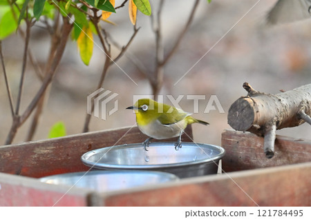 Japanese white-eyes drinking water Japanese white-eyes accustomed to pet water hole Japanese white-eyes drinking water Japanese white-eyes accustomed to pet water hole 121784495