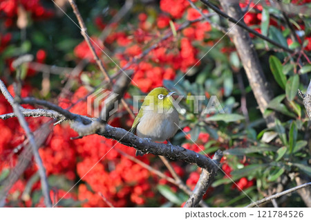 A Japanese white-eye aiming for nuts (pyracantha) 121784526