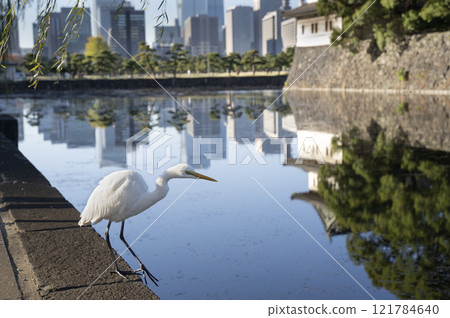 White heron on the canal of the imperial garden. 121784640
