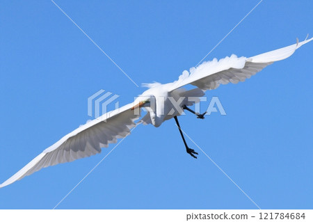 在藍天的偉大的白鷺飛行 在藍天的偉大的白鷺飛行 121784684