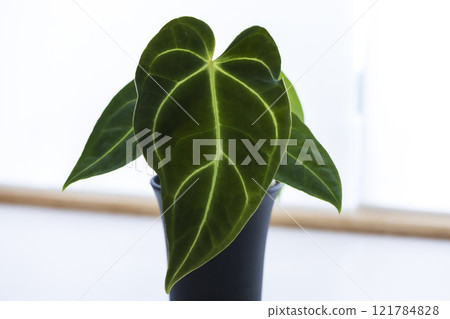 Houseplant Anthurium Regale Houseplant Anthurium Regale 121784828