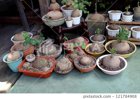 Stephania erecta in variety pots on cement floor. 121784908