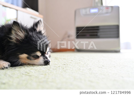 吉娃娃在客廳的爐子上放鬆 吉娃娃在客廳的爐子上放鬆 121784996