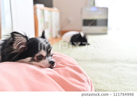 兩隻吉娃娃在客廳的爐子旁放鬆 121784998