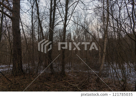 winter forest in the snow 121785035