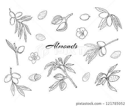 Almond. Beautiful set with hand-drawn almond branches flowers, nuts, and kernels. Prunus amygdalus. 121785052