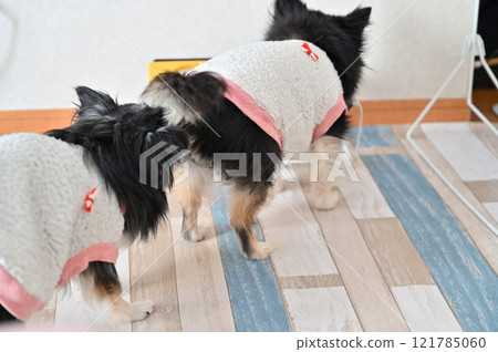 Dog sniffing its butt: Long-coated Chihuahua Dog sniffing its butt: Long-coated Chihuahua 121785060