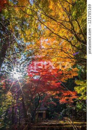 Shohoji Temple, famous for its autumn leaves, Blood Maple Garden, Narutaniyama Shohoji Temple, Inabe City, Mie Prefecture 121785169