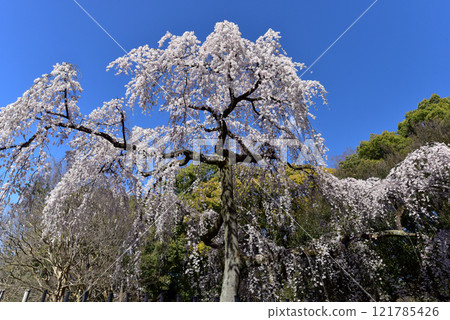 盛開的泉櫻花映襯著藍天 盛開的泉櫻花映襯著藍天 121785426