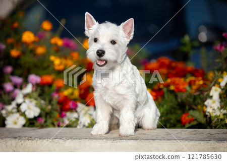 Portrait of a West Highland White Terrier puppy sitting in a summer flowerbed with colorful flowers 121785630
