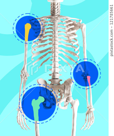 Human skeleton model with highlighted joints against bright background, representing anatomy education and bone health. Conceptual design. Human skeleton model with highlighted joints against bright background, representing anatomy education and bone health. Conceptual design. 121785661