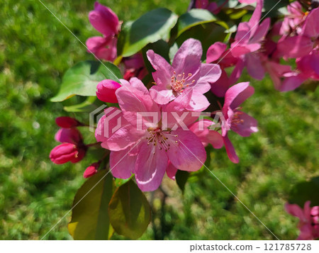 In the garden there is an apple tree branch with large pink flowers and green leaves. In the garden there is an apple tree branch with large pink flowers and green leaves. 121785728