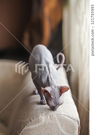Curious Sphynx Cat Exploring a Cozy Couch in Soft Light 121785993