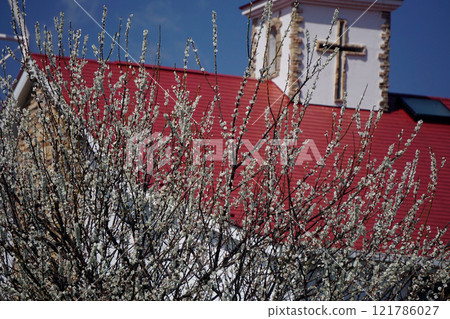 White plum 121786027
