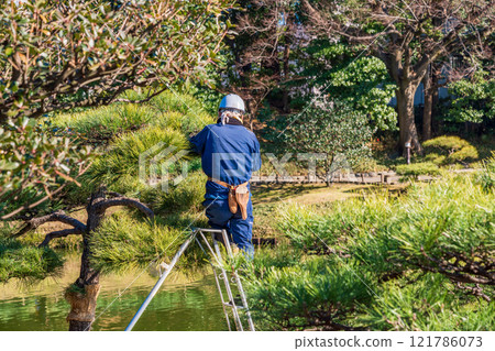 A gardener pruning a pine tree 121786073