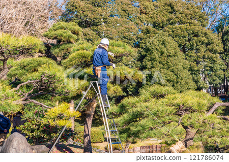 A gardener pruning a pine tree 121786074