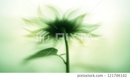 Sunflower with green and yellow petals moving in the wind. Abstract soft blurred natural background 121786182