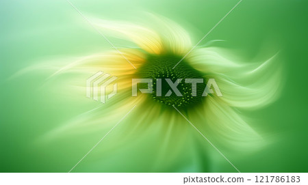 Sunflower with green and yellow petals moving in the wind. Abstract soft blurred natural background Sunflower with green and yellow petals moving in the wind. Abstract soft blurred natural background 121786183