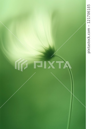 Sunflower with green and yellow petals moving in the wind. Abstract soft blurred natural background Sunflower with green and yellow petals moving in the wind. Abstract soft blurred natural background 121786185