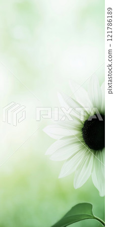Sunflower with green and yellow petals moving in the wind. Abstract soft blurred natural background Sunflower with green and yellow petals moving in the wind. Abstract soft blurred natural background 121786189