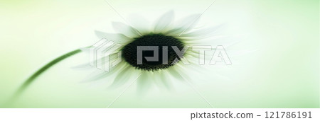 Sunflower with green and yellow petals moving in the wind. Abstract soft blurred natural background Sunflower with green and yellow petals moving in the wind. Abstract soft blurred natural background 121786191