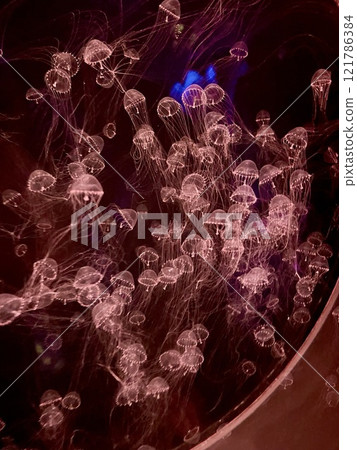Jellyfish floating in the aquarium Jellyfish floating in the aquarium 121786384