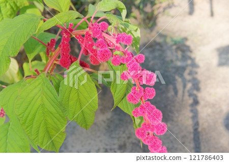 Amaranthus caudatus of violet color. Growing plant protein-rich in organic garden. Harvesting. Cottage garden. 121786403
