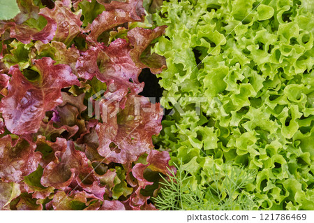 Growing green and red lettuce in the garden. Background for gardening with lettuce plants in the open ground. High quality photo 121786469