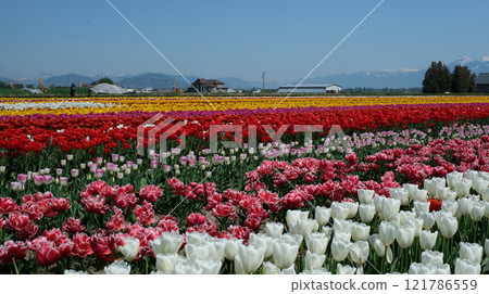 Tulip fields near Amsterdam, Netherlands. Tulip fields near Amsterdam, Netherlands. 121786559