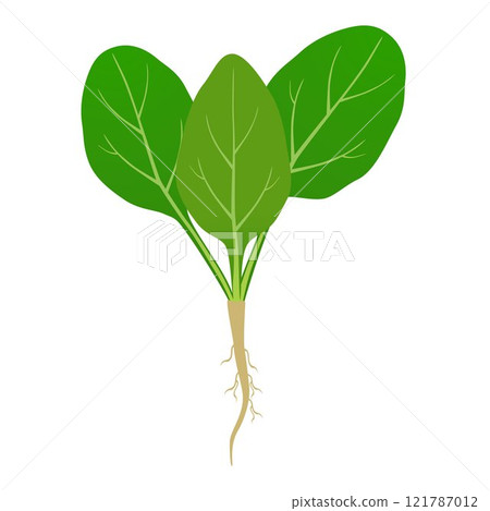 Spinach sprout with roots on a white background. Spinach sprout with roots on a white background. 121787012