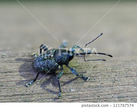 Black stag beetle 121787574