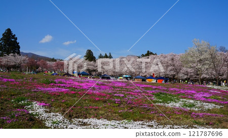 赤城南側Senbon-zakura 121787696