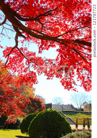 在紅色變成紅色的Momige 121787723