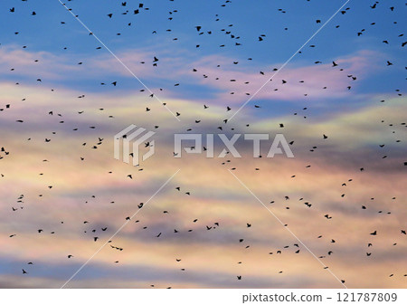 Roosting of large flocks of finches 121787809