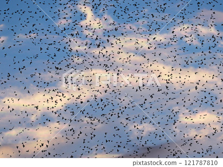 一群 Atori 進入巢穴 121787810