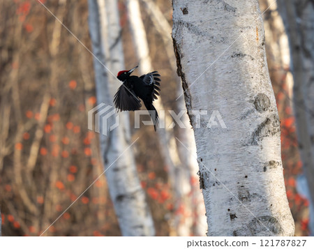 Kumagera Kumagera 121787827