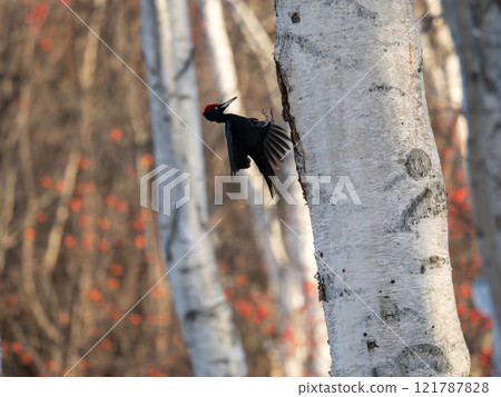 Kumagera Kumagera 121787828