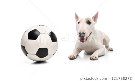 White Miniature Bull Terrier lies with playful, happy expression soccer ball beside dog. against white studio background. White Miniature Bull Terrier lies with playful, happy expression soccer ball beside dog. against white studio background. 121788278