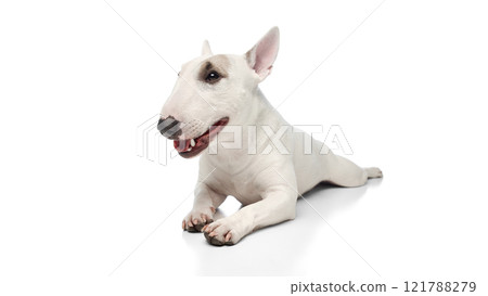 Funny little dog lying calmly and looking at camera against white studio background. wide angle view photo. Funny little dog lying calmly and looking at camera against white studio background. wide angle view photo. 121788279