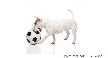 funny little pet, purebred miniature white Bullterrier playing with soccer ball against white studio background. funny little pet, purebred miniature white Bullterrier playing with soccer ball against white studio background. 121788280
