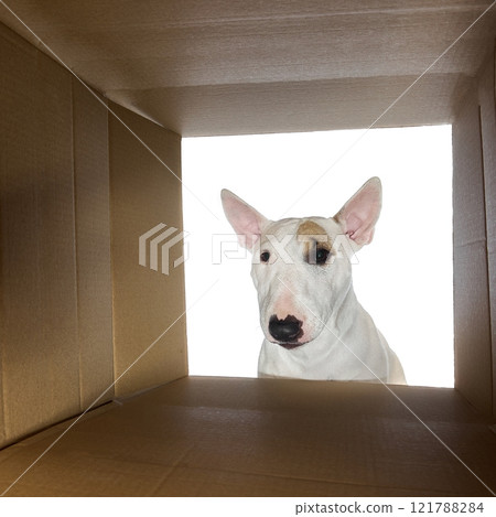Playful Miniature Bull Terrier with tongue slightly extended looks out of cardboard box against white studio background. 121788284
