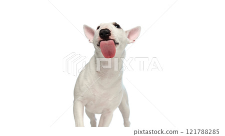 Playful Bull Terrier with wide-open mouth and tongue hanging out, ready for treat against white studio background. Playful Bull Terrier with wide-open mouth and tongue hanging out, ready for treat against white studio background. 121788285