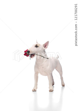 Portrait of playful little dog, miniature Bullterrier posing holding flower in mouth against white studio background. Concept of love, St. Valentines Day. 121788291