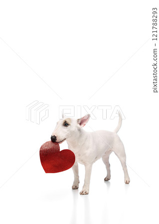 Portrait of cute purebred English bullterrier posing sitting with card in shape of heart against white studio background. Love. 121788293