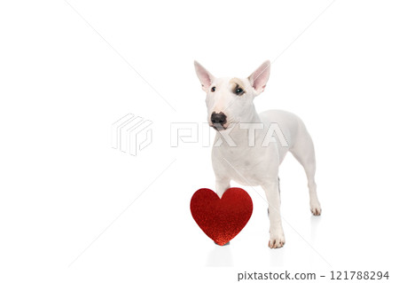 Funny, playful purebred white with brown spots on face English Bullterrier posing with card in shape of heart against white studio background. 121788294