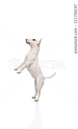 Happy playful little pet, purebred white with spots English Bullterrier jumping in motion playfully against white studio background. Happy playful little pet, purebred white with spots English Bullterrier jumping in motion playfully against white studio background. 121788297